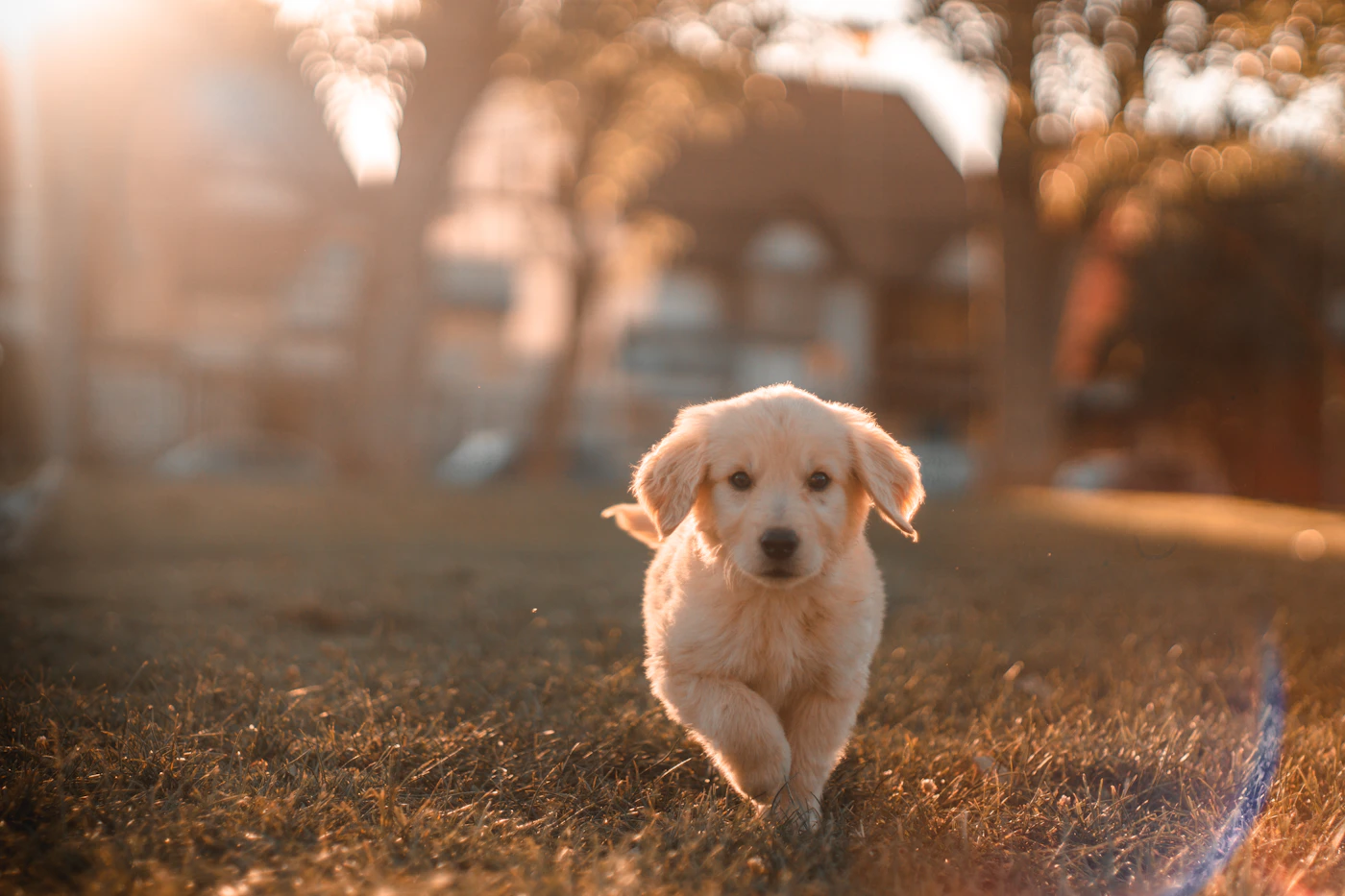 Diseño web para clínica veterinaria premium – Azul índigo y dorado